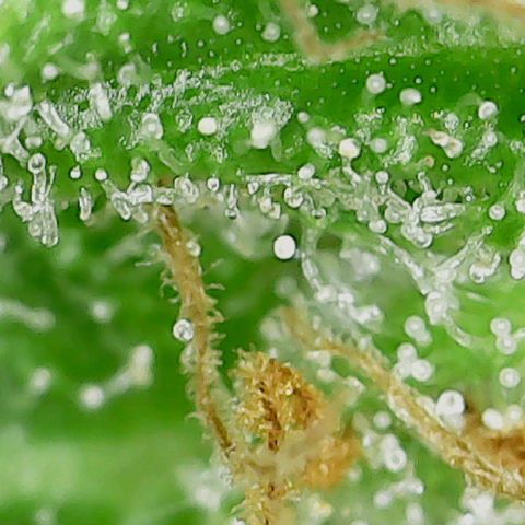 Classic Skunk growlog photo: Mischung aus topbuds und lowerbuds
Ich warte noch ca. 6 Tage bis zur Ernte.
Also Ende der 8. Woche
