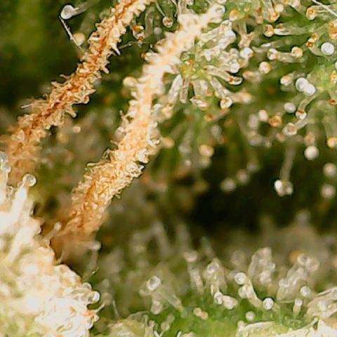 Classic Skunk growlog photo: Mischung aus topbuds und lowerbuds
Ich warte noch ca. 6 Tage bis zur Ernte.
Also Ende der 8. Woche