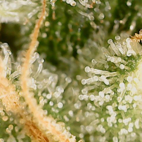 Classic Skunk growlog photo: Mischung aus topbuds und lowerbuds
Ich warte noch ca. 6 Tage bis zur Ernte.
Also Ende der 8. Woche