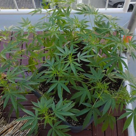 Super Silver Haze growlog timeline photo