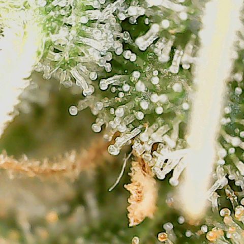 Classic Skunk growlog timeline photo