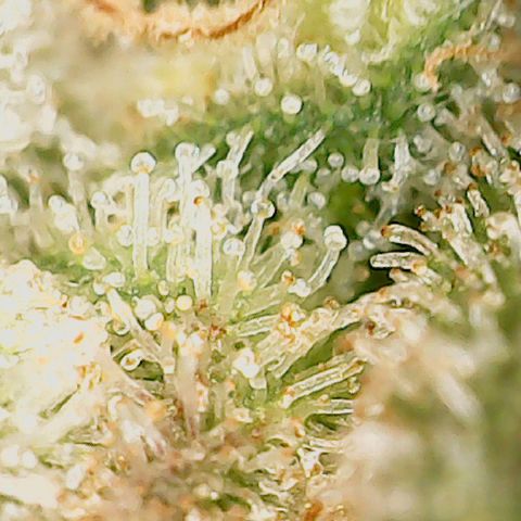 Classic Skunk growlog timeline photo