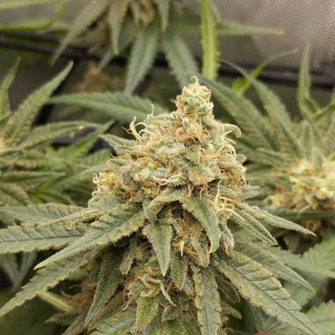 Classic Skunk growlog timeline photo