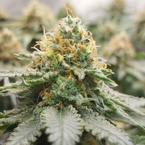 Classic Skunk growlog timeline photo