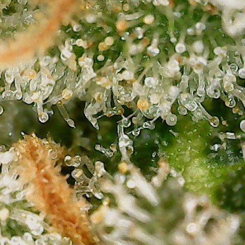 Classic Skunk growlog timeline photo