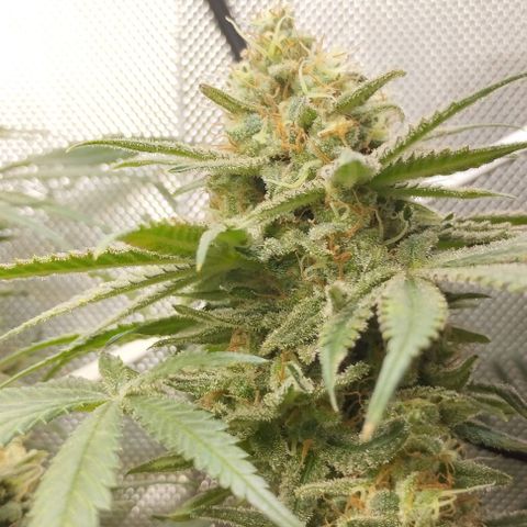 Classic Skunk growlog timeline photo