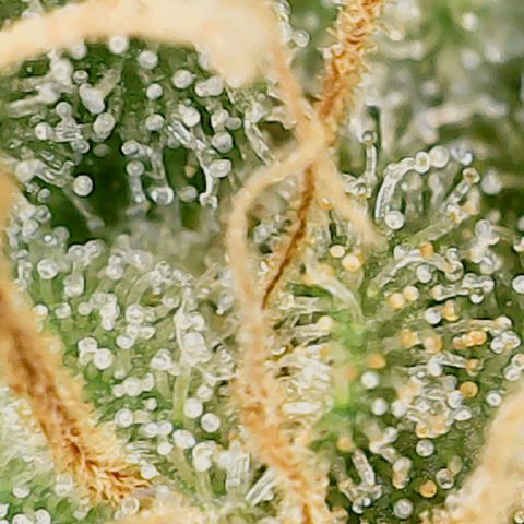 Classic Skunk growlog timeline photo