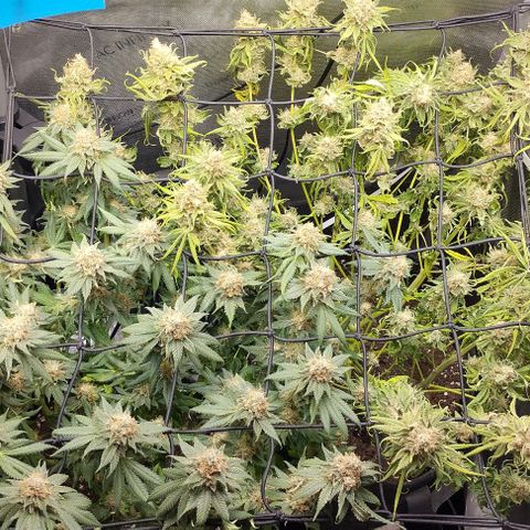 Classic Skunk growlog timeline photo