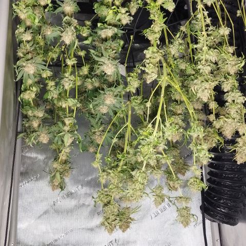 Classic Skunk growlog timeline photo