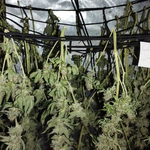 Classic Skunk growlog timeline photo