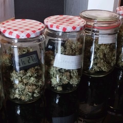 Classic Skunk growlog timeline photo
