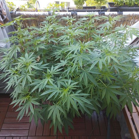 Super Silver Haze growlog timeline photo