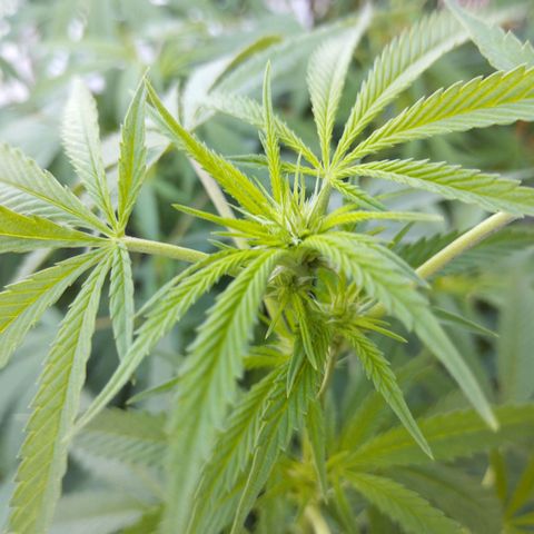 Super Silver Haze growlog timeline photo