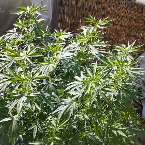 Super Silver Haze growlog timeline photo