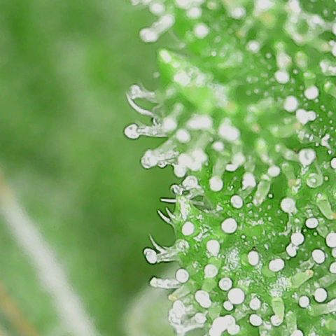 Super Silver Haze growlog timeline photo