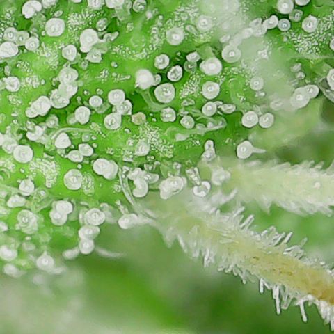 Super Silver Haze growlog timeline photo