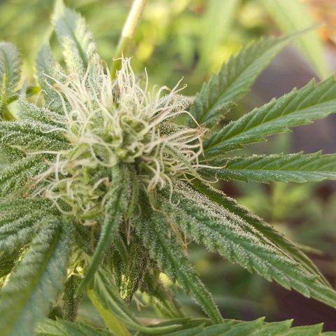 Super Silver Haze growlog timeline photo