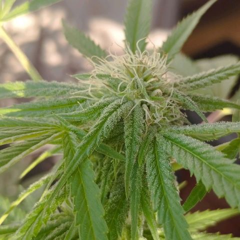 Super Silver Haze growlog timeline photo