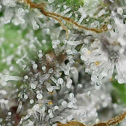 Lemon Tree 2.0 growlog timeline photo
