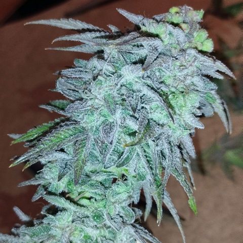 Lemon Tree 2.0 growlog timeline photo