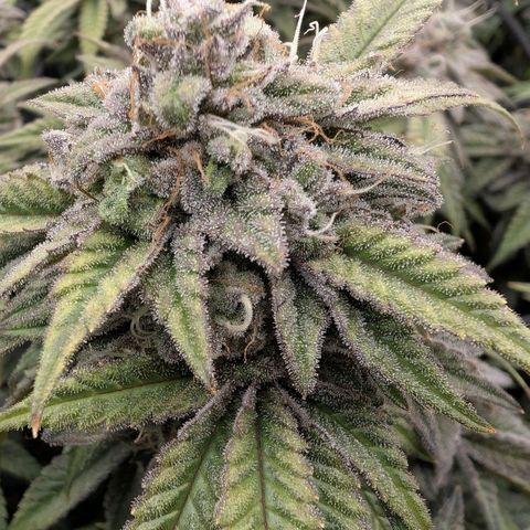 Lemon Tree 2.0 growlog timeline photo