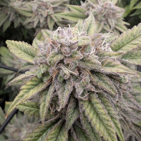 Lemon Tree 2.0 growlog timeline photo