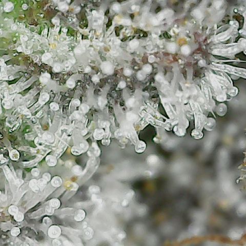 Lemon Tree 2.0 growlog timeline photo