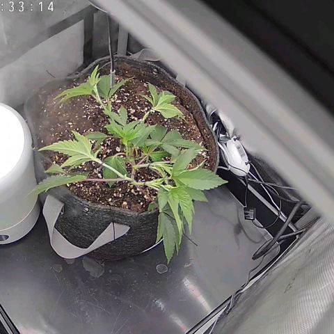 Super Silver Haze growlog timeline photo