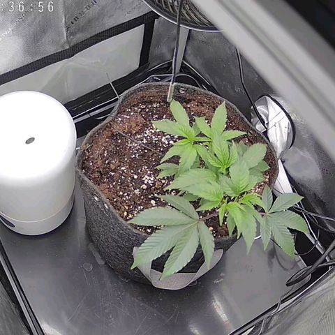Super Silver Haze growlog timeline photo