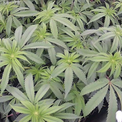 Super Silver Haze growlog timeline photo