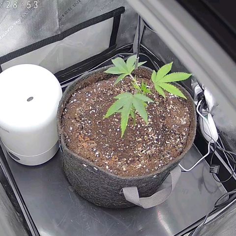 Super Silver Haze growlog timeline photo