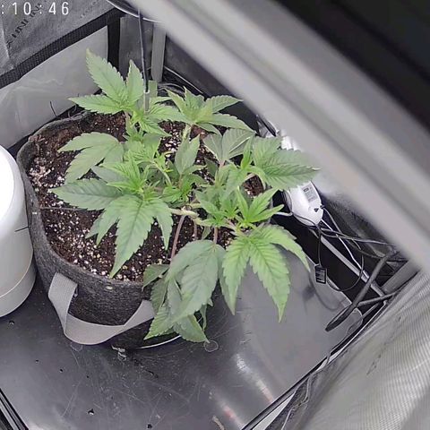 Super Silver Haze growlog timeline photo