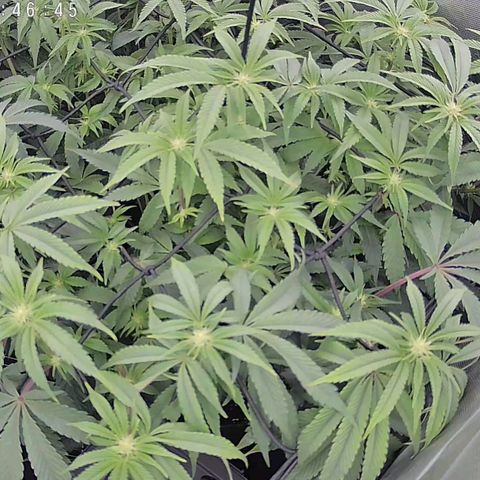 Super Silver Haze growlog timeline photo