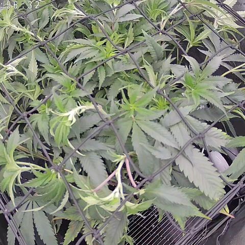 Super Silver Haze growlog timeline photo