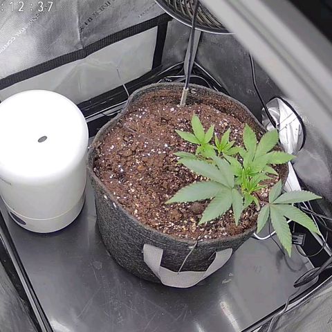 Super Silver Haze growlog timeline photo