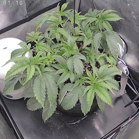 Super Silver Haze growlog timeline photo