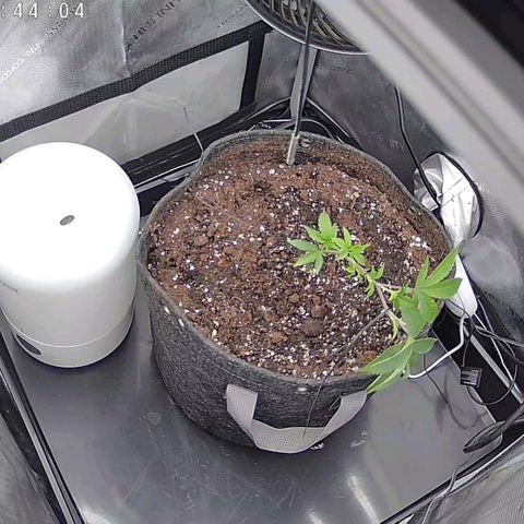 Super Silver Haze growlog timeline photo