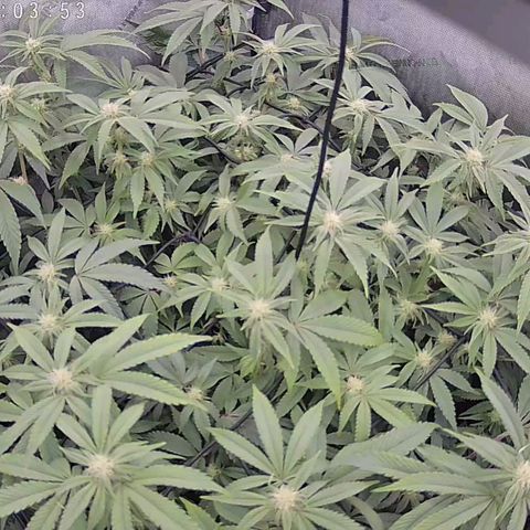 Super Silver Haze growlog timeline photo