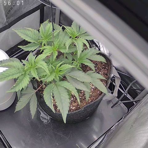 Super Silver Haze growlog timeline photo