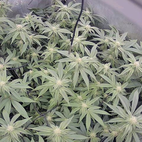 Super Silver Haze growlog timeline photo