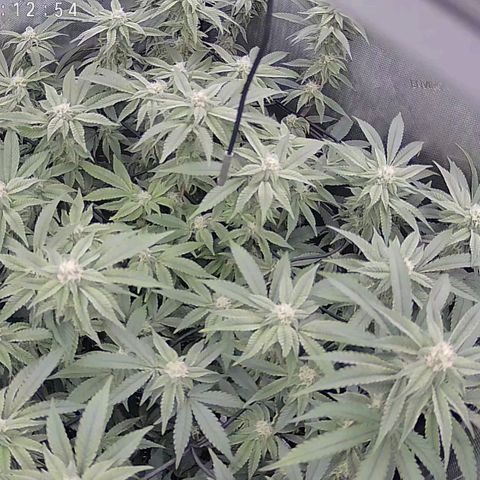 Super Silver Haze growlog timeline photo
