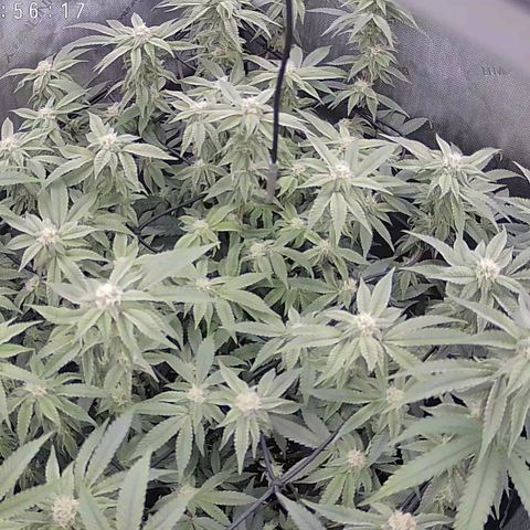 Super Silver Haze growlog timeline photo