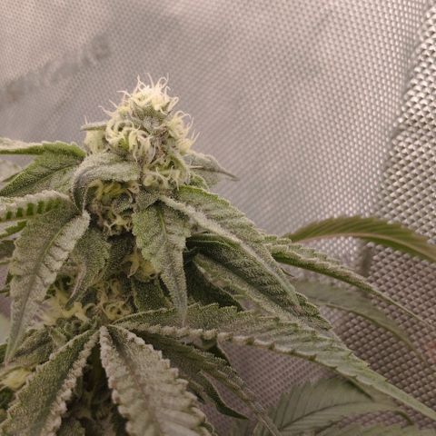 Super Silver Haze growlog timeline photo
