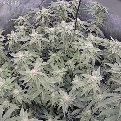 Super Silver Haze growlog timeline photo