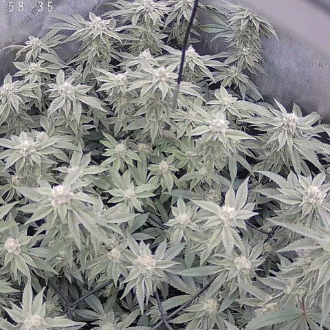 Super Silver Haze growlog timeline photo