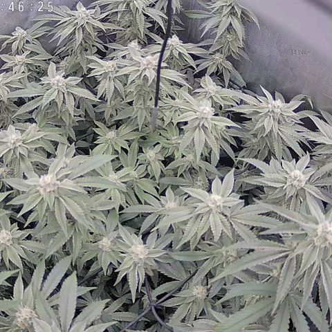Super Silver Haze growlog timeline photo