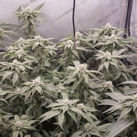 Super Silver Haze growlog timeline photo