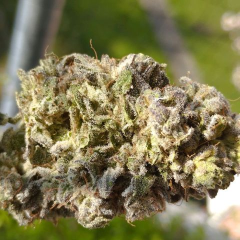 Lemon Tree 2.0 growlog timeline photo