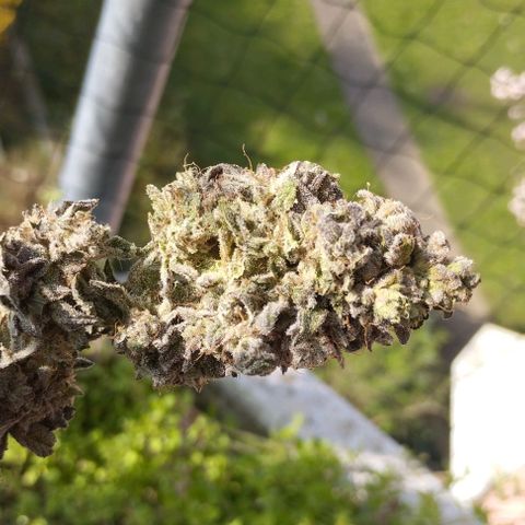 Lemon Tree 2.0 growlog timeline photo