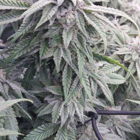 Lemon Tree 2.0 growlog timeline photo